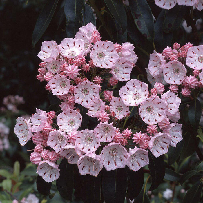 Kalmia latifolia 'Good Show'  - Good Show Mountain Laurel - Shipped