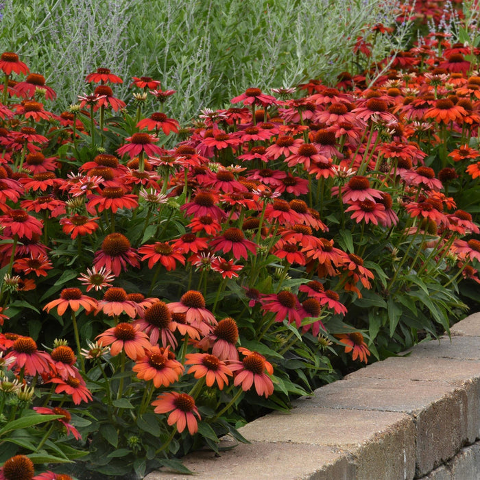 Echinacea 'PAS1257973'  - Artisan™ Red Ombre Coneflower - Shipped