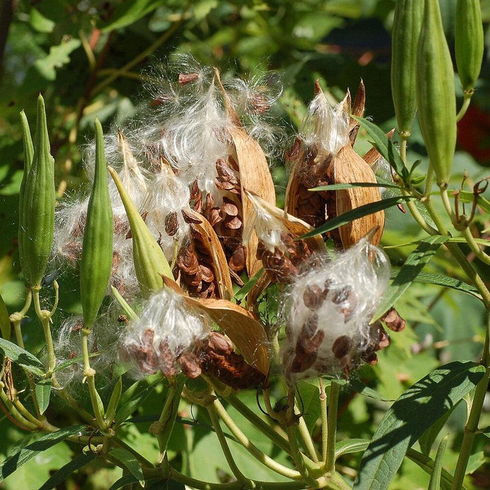 Asclepias incarnata 'Ice Ballet'  - Ice Ballet Swamp Milkweed - Shipped