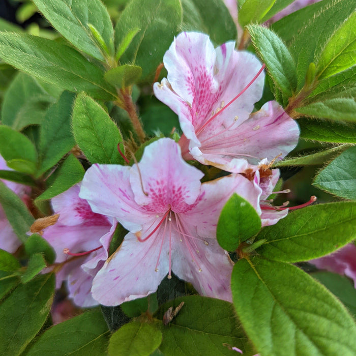 Rhododendron ‘Conlep’  - Encore® Autumn Twist™ Azalea - Shipped