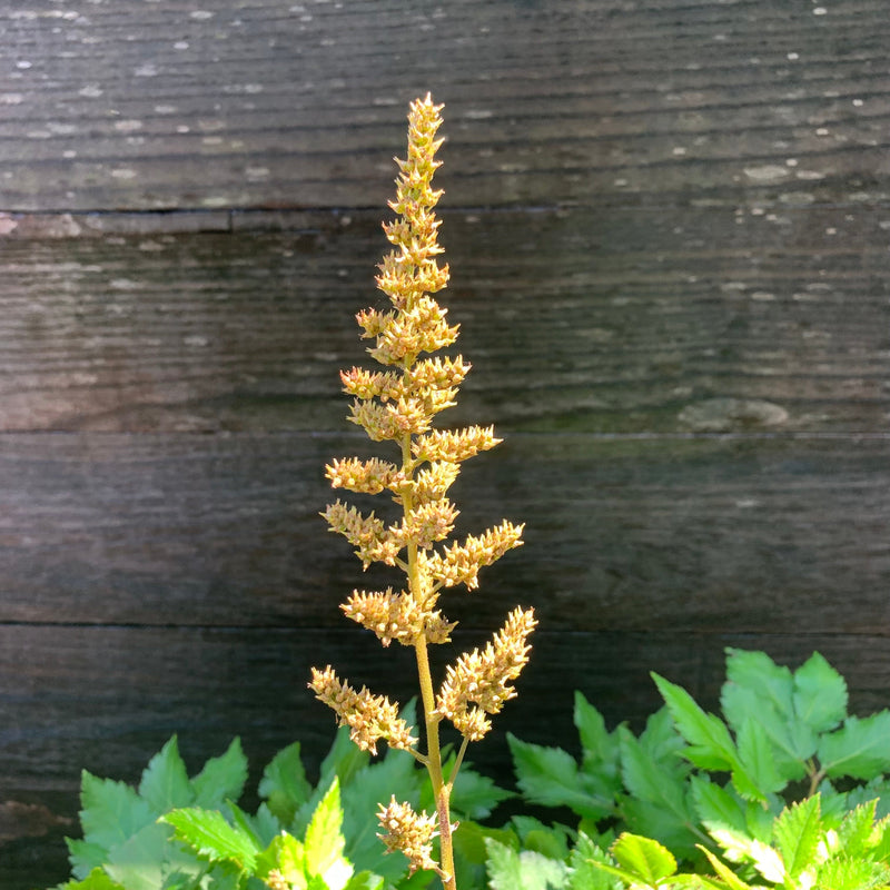 Visions Chinese Astilbe, False Goat's Beard - Shipped