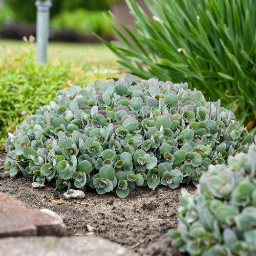 Rock 'N Round™ Popstar Stonecrop - Shipped