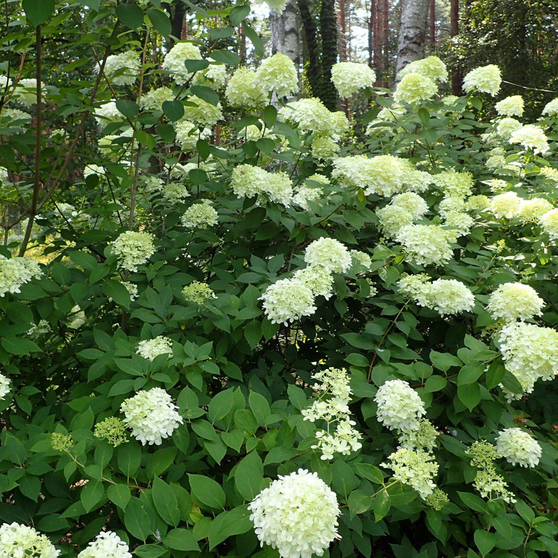 Proven Winners® Limelight® Hydrangea - Shipped