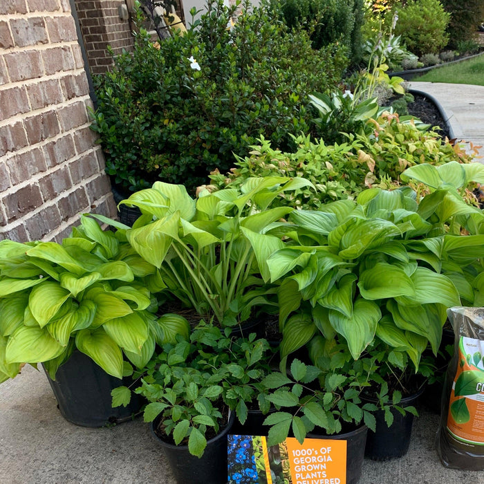 Hosta 'Guacamole'  - Guacamole Hosta - Shipped