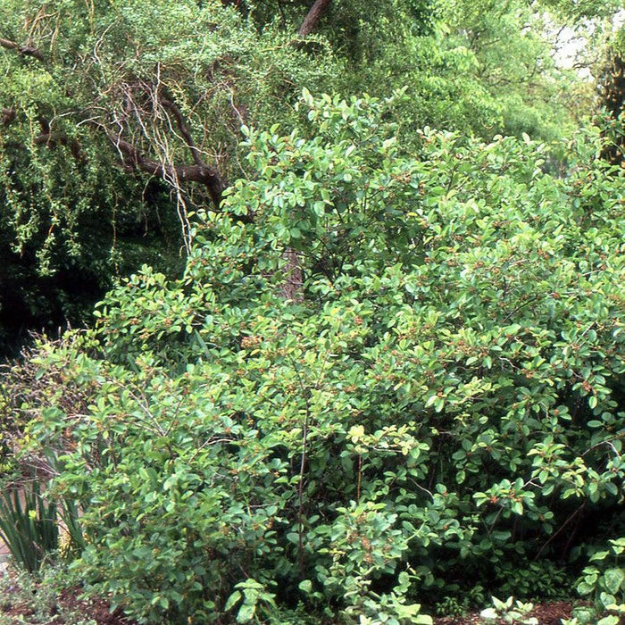Amelanchier alnifolia 'Regent'  - Regent Serviceberry - Shipped