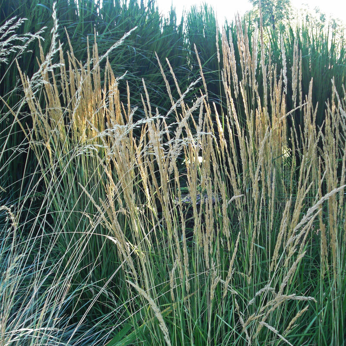 Calamagrostis x acutiflora 'Avalanche'  - Avalanche Feather Reed Grass - Shipped