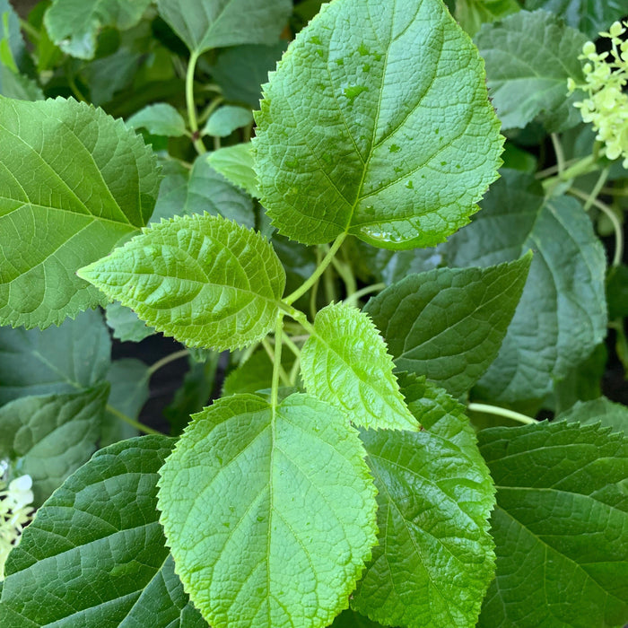 Hydrangea arborescens 'Annabelle'  - Mophead Hydrangea, Annabelle Hydrangea - Shipped