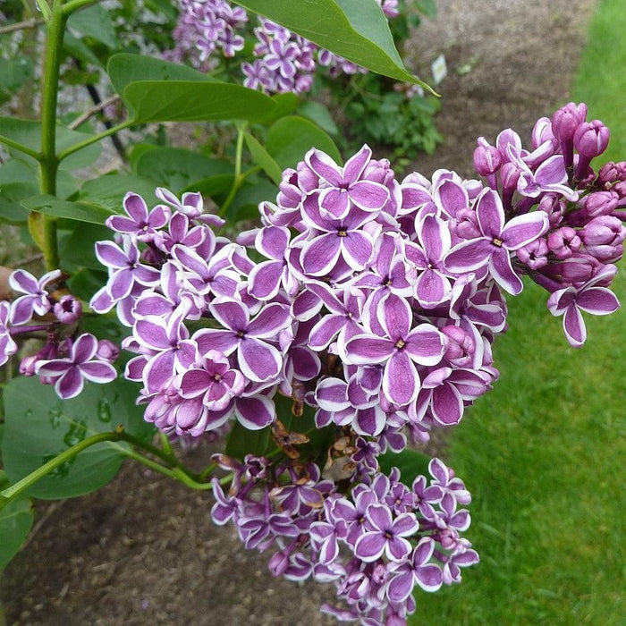 Syringa vulgaris 'Sensation'  - Sensation Lilac - Shipped