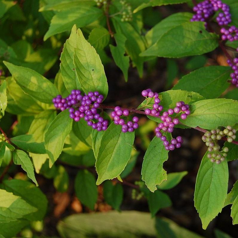 Early Amethyst Beautyberry - Shipped