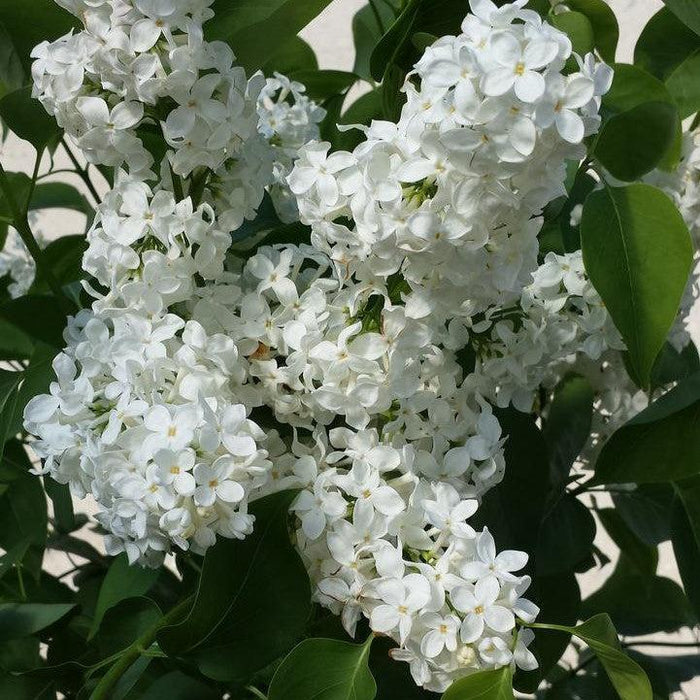 Syringa vulgaris 'Primrose'  - Primrose Lilac - Shipped