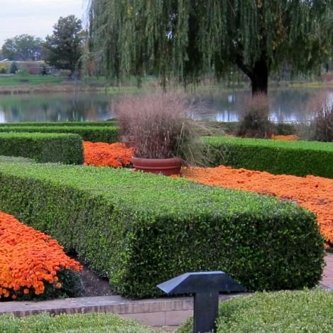 Winter Gem Boxwood - Shipped
