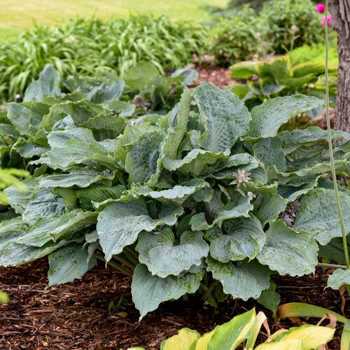 Hosta 'Diamond Lake' PP30769  - PW® Shadowland® Diamond Lake Hosta - Shipped