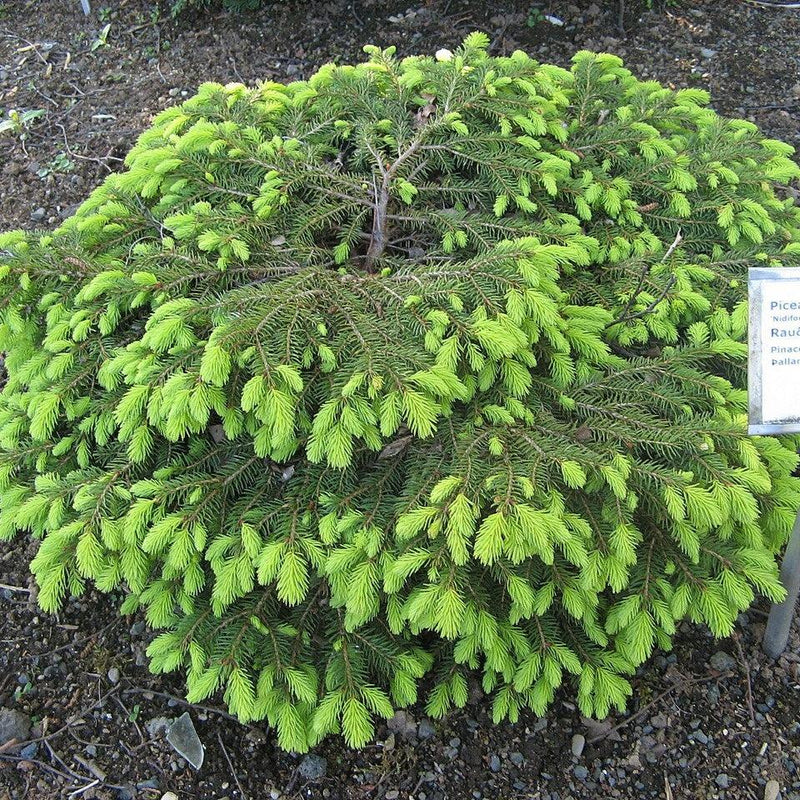 Bird's Nest Spruce - Shipped