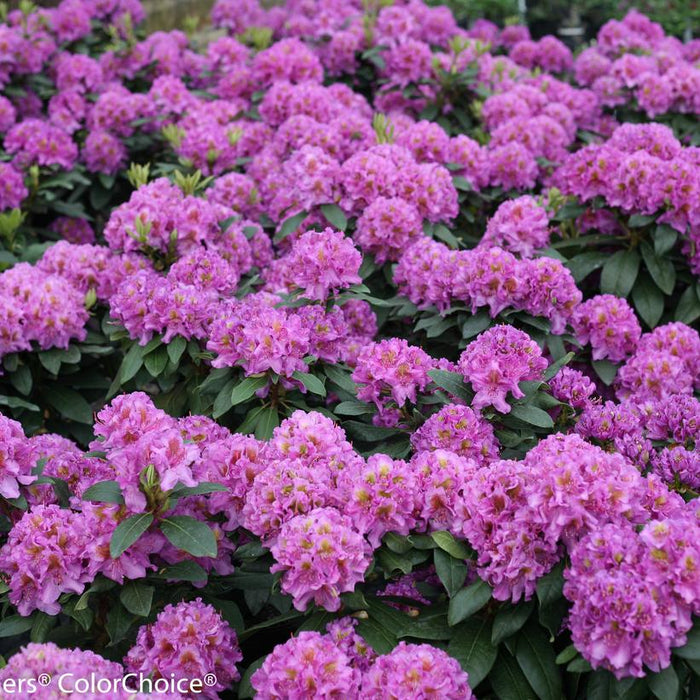 Rhododendron x 'Dandy Man Purple'  - Dandy Man® Purple Rhododendron - Shipped