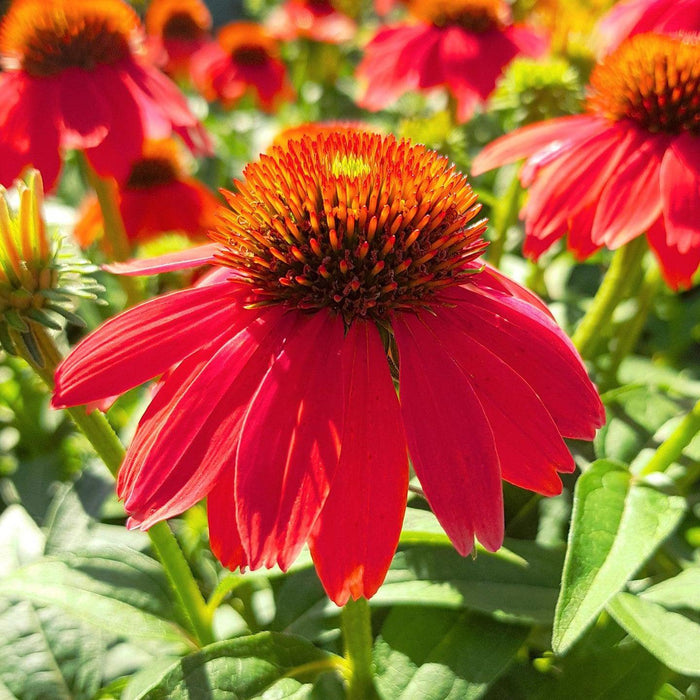 Echinacea 'Panama Red'  - Panama® Red Coneflower - Shipped