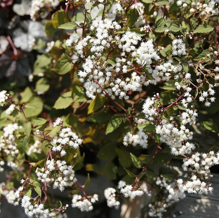 Eutrochium rugosum 'Chocolate'  - Chocolate Snakeroot - Shipped