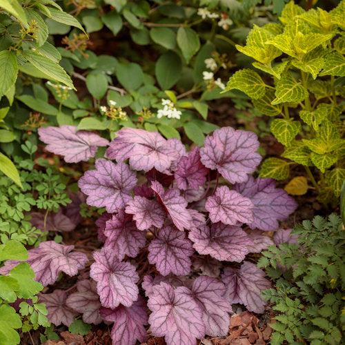 Primo® Wild Rose Heuchera - Shipped