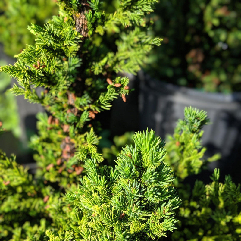 Black Dragon Japanese Cedar - Shipped