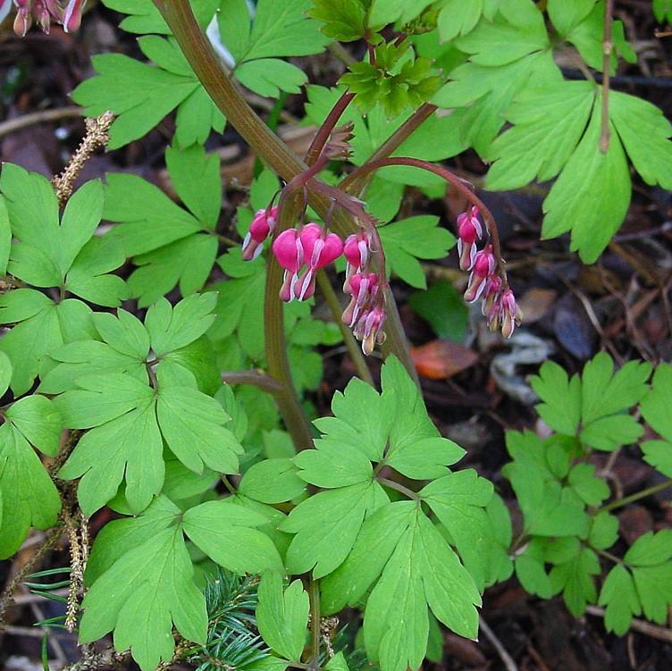 Asian Bleeding Heart - Shipped