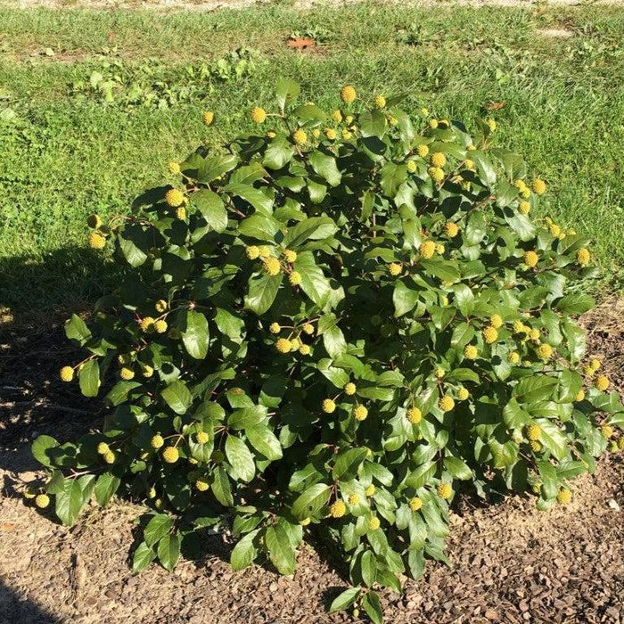 Cephalanthus occidentalis 'Kolmoon'  - Magical® Moonlight Buttonbush - Shipped