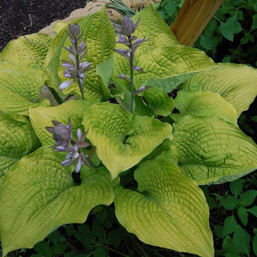 Hosta 'Coast To Coast' PP26,469  - PW® Shadowland® Coast To Coast Hosta - Shipped