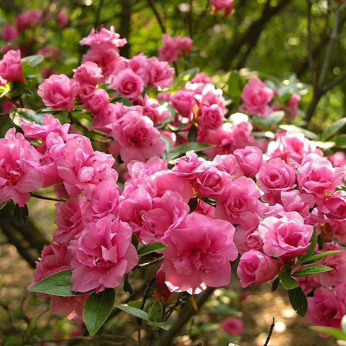 Azalea x 'Rosebud'  - Rosebud Azalea - Shipped
