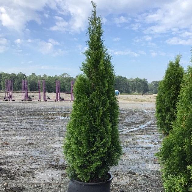Thuja occidentalis 'Smaragd'  - Emerald Green Arborvitae - Shipped