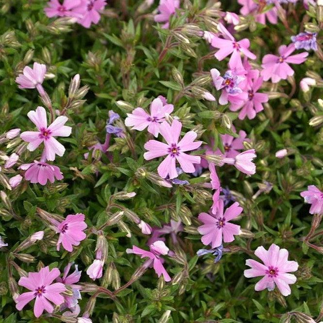 Fort Hill Creeping Phlox - Shipped