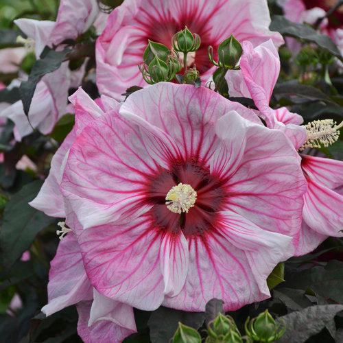 Hibiscus 'Cherry Choco Latte'  - Summerific® Cherry Choco Latte Hibiscus - Shipped