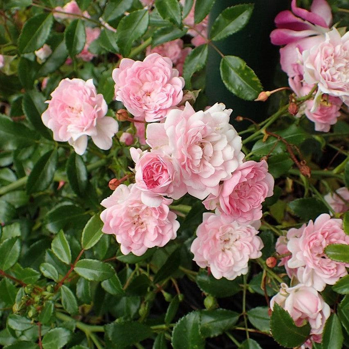 The Fairy Rose - Shipped