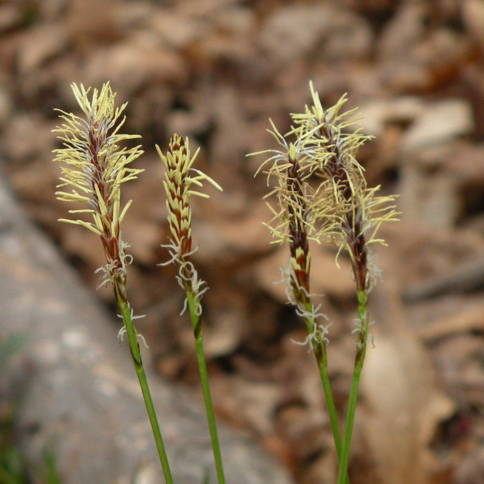 Carex pensylvanica  - Pennsylvania Sedge - Shipped