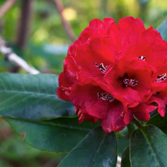 Rhododendron 'Blood Moon'  - Blood Moon Rhododendron - Shipped