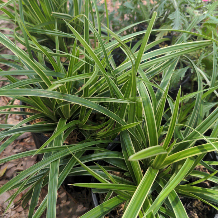 Carex morrowii 'Ice Dance'  - Ice Dance Sedge - Shipped