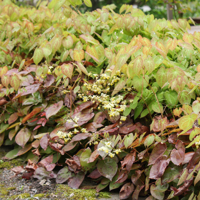 Epimedium versicolor 'Sulphureum'  - Sulphureum Bishop's Hat - Shipped