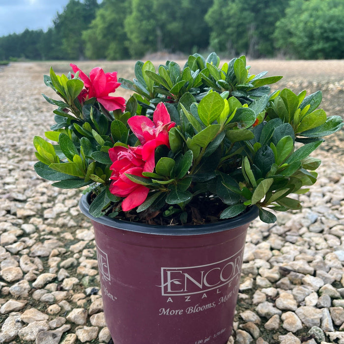 Rhododendron ‘Robleza’  - Encore® Autumn Bonfire™ Azalea - Shipped