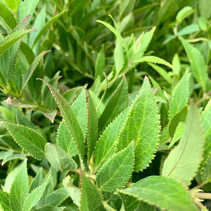 Dwarf Nikko Deutzia - Shipped