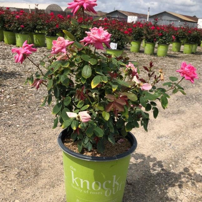 Double Pink Knock Out® Rose - Shipped
