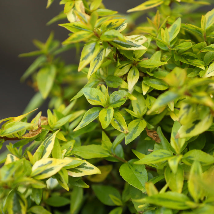 Abelia x grandiflora 'Kaleidoscope'  - Kaleidoscope Abelia - Shipped