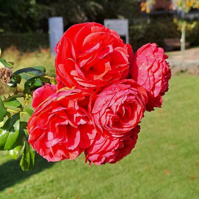 Rosa 'True Love'  - True Love™ Rose - Shipped