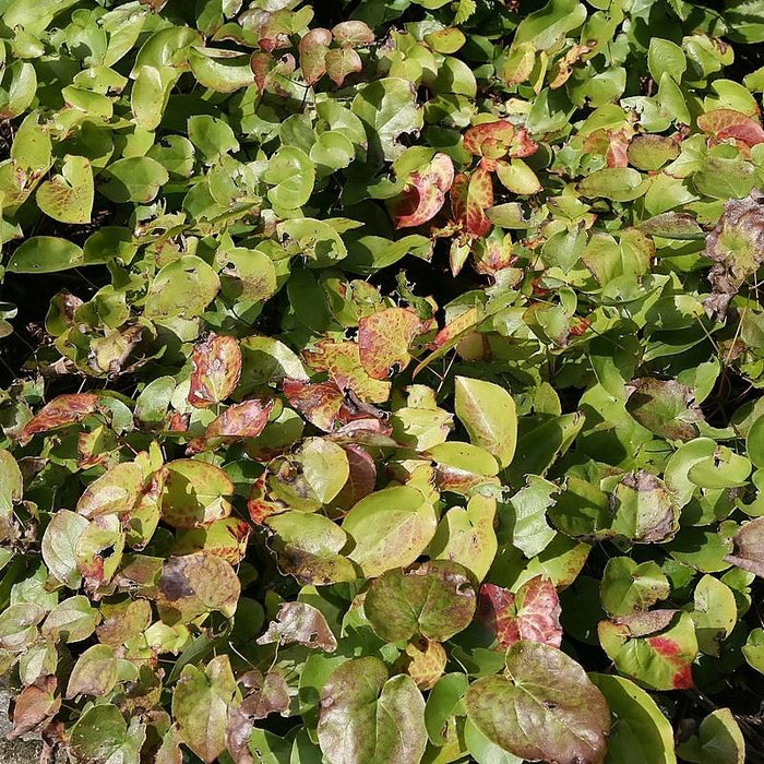 Epimedium versicolor 'Sulphureum'  - Sulphureum Bishop's Hat - Shipped