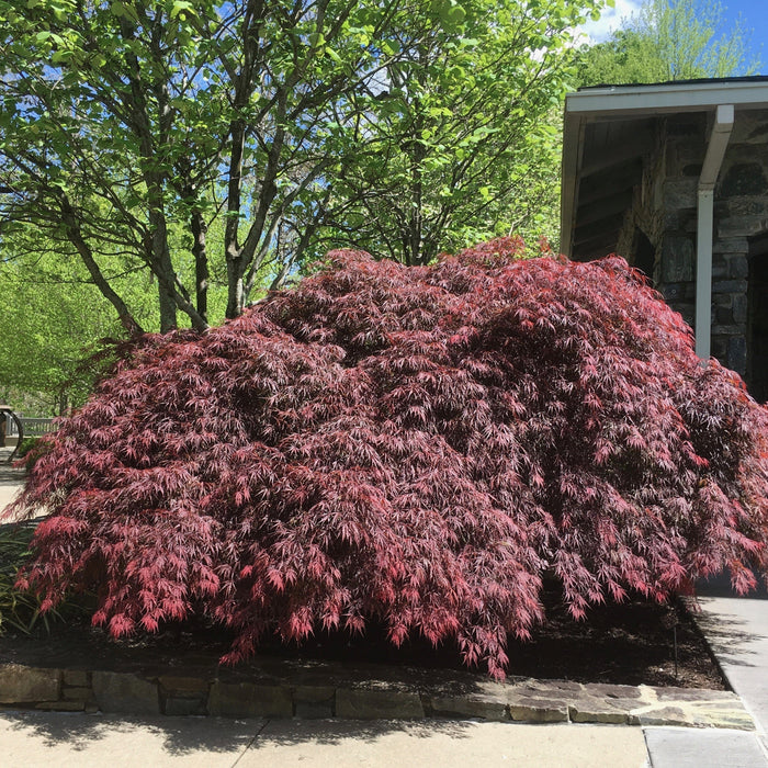 Acer palmatum var. dissectum 'Tamukeyama'  - Tamukeyama Japanese Maple - Shipped