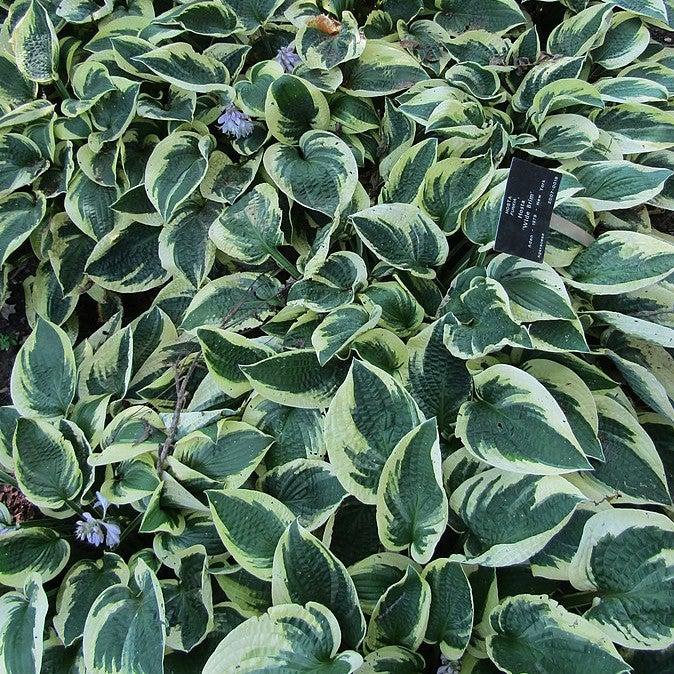 Hosta x 'Wide Brim'  - Wide Brim Hosta - Shipped