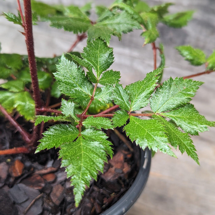 Astilbe chinensis 'Vision in Red'  - Vision in Red Chinese Astilbe - Shipped