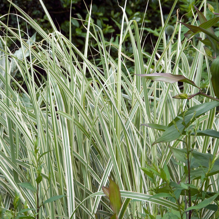 Miscanthus sinensis 'Rigoletto'  - Rigoletto Maiden Grass - Shipped