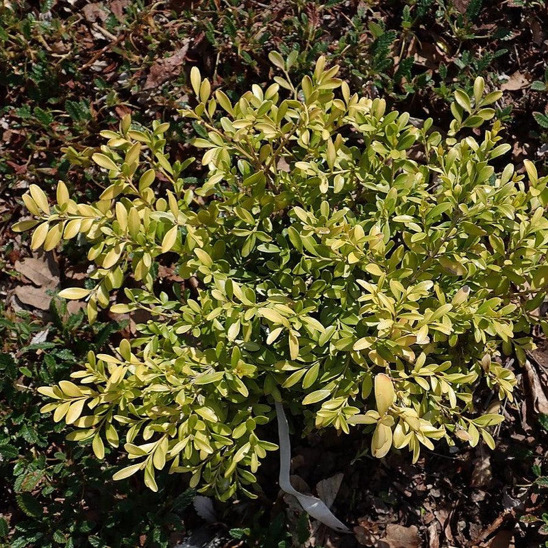 Tide Hill Boxwood - Shipped