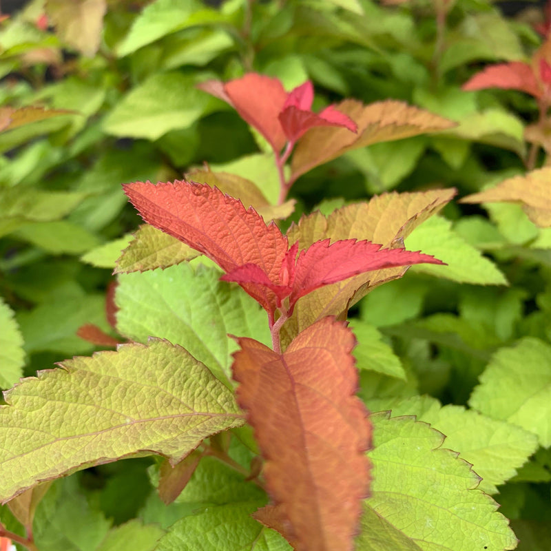 Double Play® Candy Corn® Spirea - Shipped