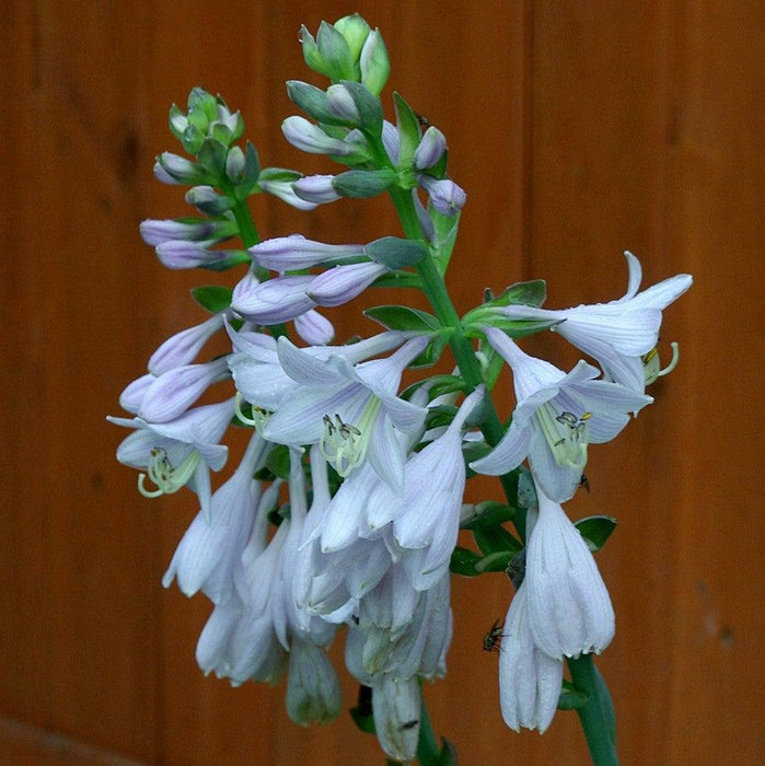 Frances Williams Hosta - Shipped