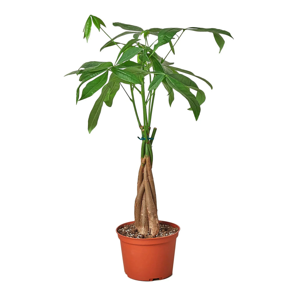 Money Tree 'Guiana Chestnut' Pachira Braid 6