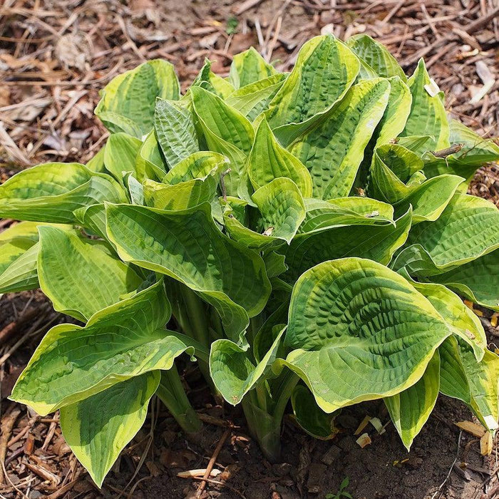 Hosta x 'Wide Brim'  - Wide Brim Hosta - Shipped