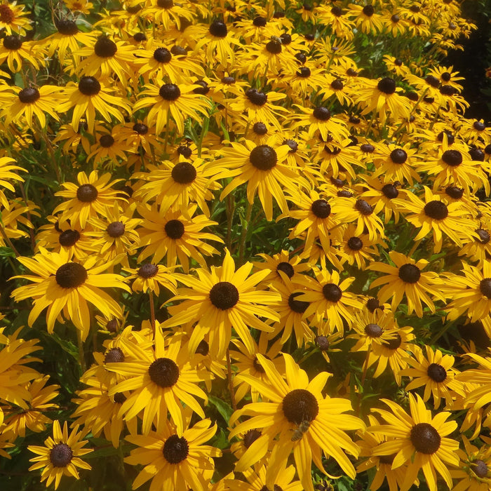 Rudbeckia fulgida var. sullivantii 'Gold Blitz'  - Gold Blitz Black-Eyed Susan - Shipped